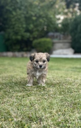 Wir haben wunderschöne, Havaneser-Malteser Welpen . Es