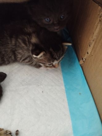 Unsere Xena hat am 17.08.22 vier zuckersüße gesunde