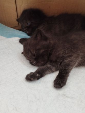 Unsere Xena hat am 17.08.22 vier zuckersüße gesunde