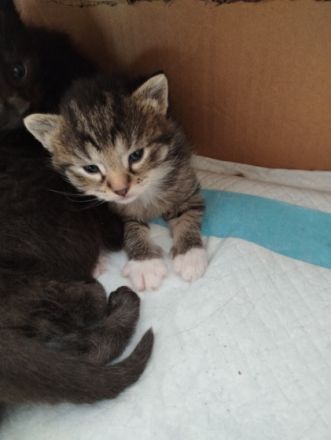 Unsere Xena hat am 17.08.22 vier zuckersüße gesunde