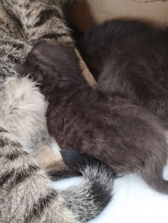 Unsere Xena hat am 17.08.22 vier zuckersüße gesunde