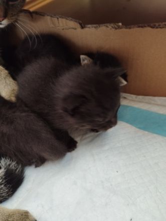 Unsere Xena hat am 17.08.22 vier zuckersüße gesunde