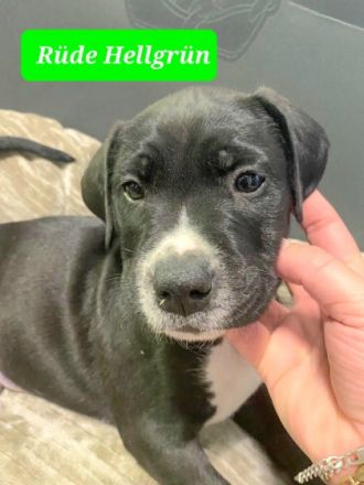 Am 02.08.22 hat unsere Cane Corso Hündin 11