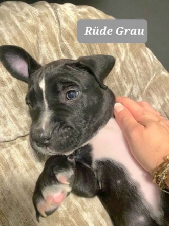 Am 02.08.22 hat unsere Cane Corso Hündin 11