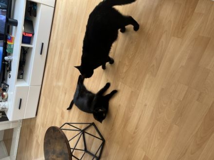 Schnudi und Yoki, 2 kleine Hauskatzen abzugeben wegen