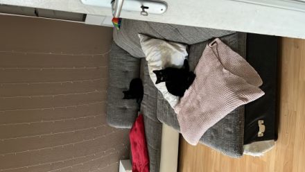 Schnudi und Yoki, 2 kleine Hauskatzen abzugeben wegen