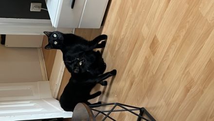 Schnudi und Yoki, 2 kleine Hauskatzen abzugeben wegen