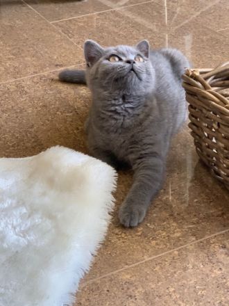 Unsere kleinen wunderschönen Britisch-Kurzhaar Kitten