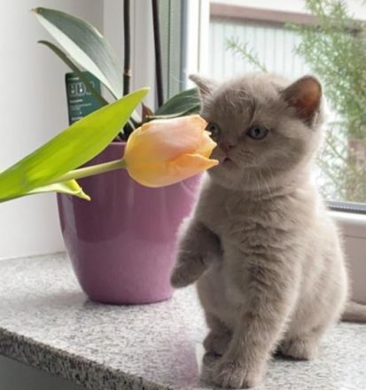 Unsere kleinen wunderschönen Britisch-Kurzhaar Kitten