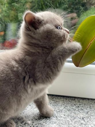 Unsere kleinen wunderschönen Britisch-Kurzhaar Kitten