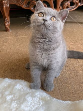 Unsere kleinen wunderschönen Britisch-Kurzhaar Kitten