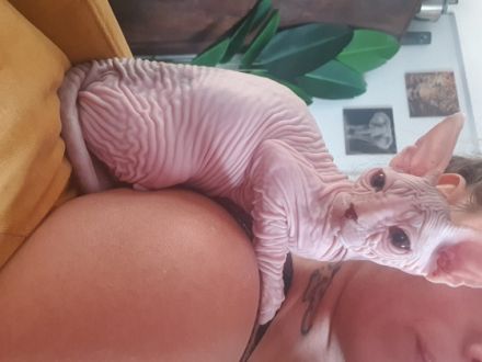 Wir haben 6 kleine kitten bekommen 2 brush /1 Brusch