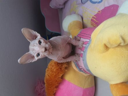 Wir haben 6 kleine kitten bekommen 2 brush /1 Brusch