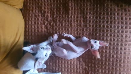 Wir haben 6 kleine kitten bekommen 2 brush /1 Brusch