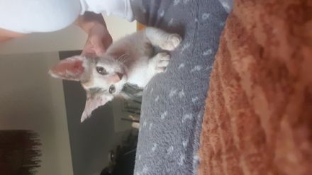 Wir haben 6 kleine kitten bekommen 2 brush /1 Brusch