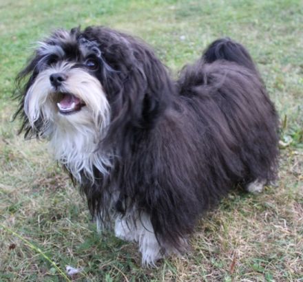 Daschko vom Schloss Cumervelde