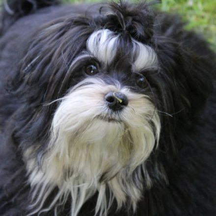 Daschko vom Schloss Cumervelde