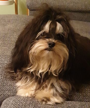 Daschko vom Schloss Cumervelde