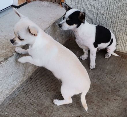 Wir haben 3 hinreißende Welpen abzugeben. 1 Rüde (