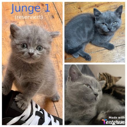 An alle BKH-Liebhaber, unsere reinrassige BKH Dame 