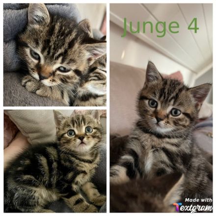 An alle BKH-Liebhaber, unsere reinrassige BKH Dame 