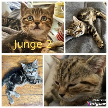 An alle BKH-Liebhaber, unsere reinrassige BKH Dame 