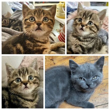 An alle BKH-Liebhaber, unsere reinrassige BKH Dame 