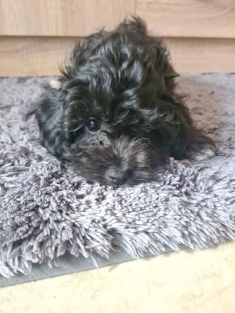 Hurra, die Welpen sind endlich da! Unsere Hündin Shanti