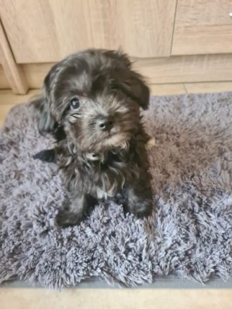 Hurra, die Welpen sind endlich da! Unsere Hündin Shanti