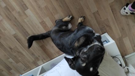 Zeus, Hallo, leider müssen wir aus familiären Gründen