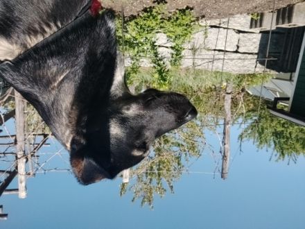 Zeus, Hallo, leider müssen wir aus familiären Gründen