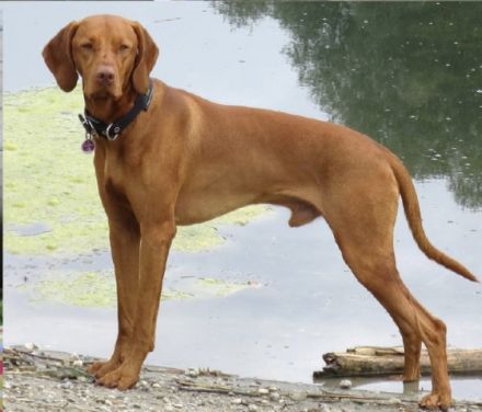 Welpen Alarm !❤️ Unsere liebe Luna hat es geschafft! Am