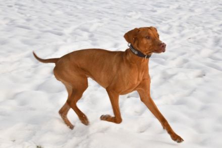 Welpen Alarm !❤️ Unsere liebe Luna hat es geschafft! Am