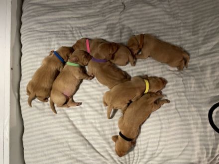 Welpen Alarm !❤️ Unsere liebe Luna hat es geschafft! Am