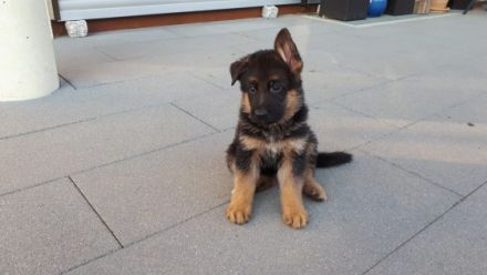 Aktiver, gleichmäßiger Wurf, die Hunde sind gut