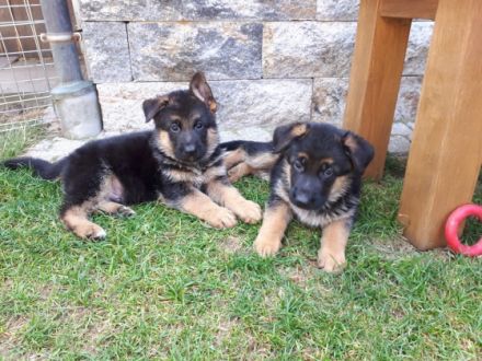 Aktiver, gleichmäßiger Wurf, die Hunde sind gut