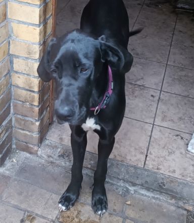 Leo, Update: Wäre erstmal nur noch der Rüde da, Lotte