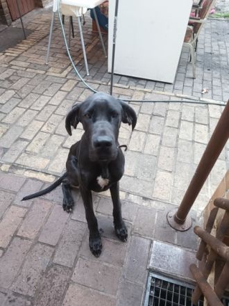 Leo, Update: Wäre erstmal nur noch der Rüde da, Lotte