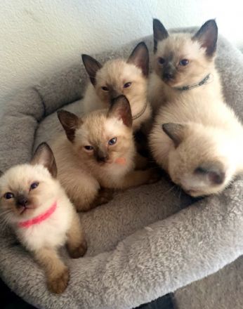 Wir bieten hier 3 super süße Siamkätzchen an. Sie sind