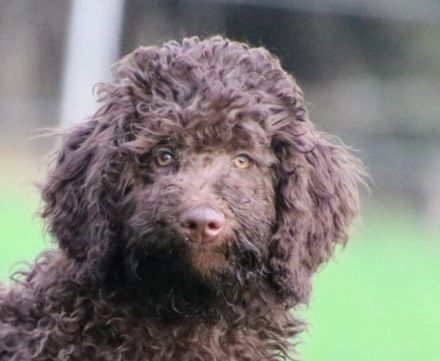 Ich bin Nelly und Emma und wurden am 03.07.2022 geboren