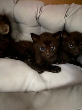 Sehr schöne Katzenbabys, Die sind kern gesund und auf