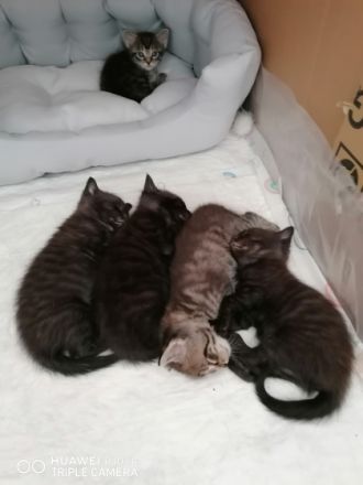 Sehr schöne Katzenbabys, Die sind kern gesund und auf