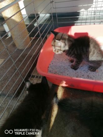 Sehr schöne Katzenbabys, Die sind kern gesund und auf