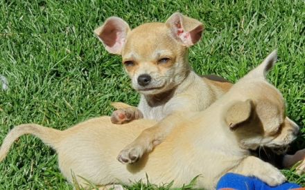 Chihuahua, Welpen