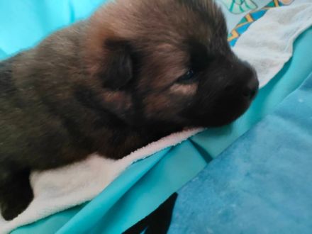 We have 10 Eurasier puppies for sale(3 male 7 female)