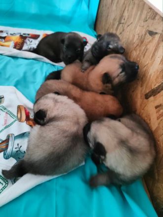 We have 10 Eurasier puppies for sale(3 male 7 female)