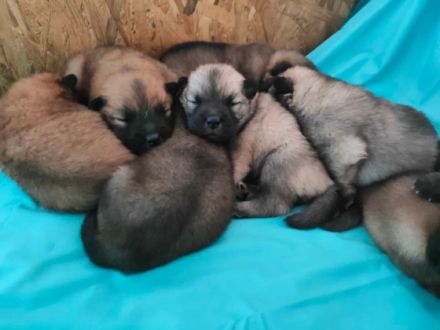 We have 10 Eurasier puppies for sale(3 male 7 female)