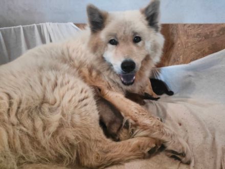 We have 10 Eurasier puppies for sale(3 male 7 female)