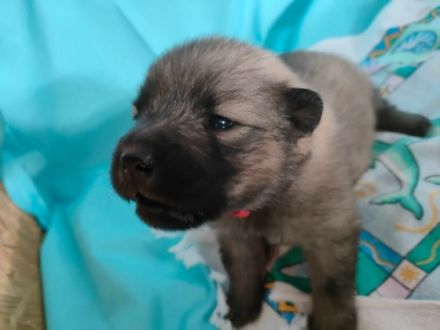 We have 10 Eurasier puppies for sale(3 male 7 female)