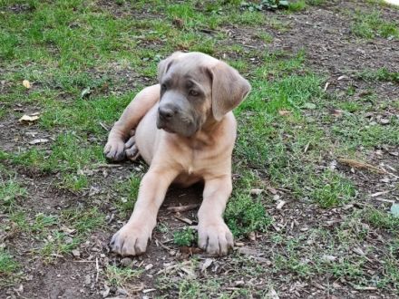 Wir suchen für unsere Mäuse ein neues Zuhause. Sie sind